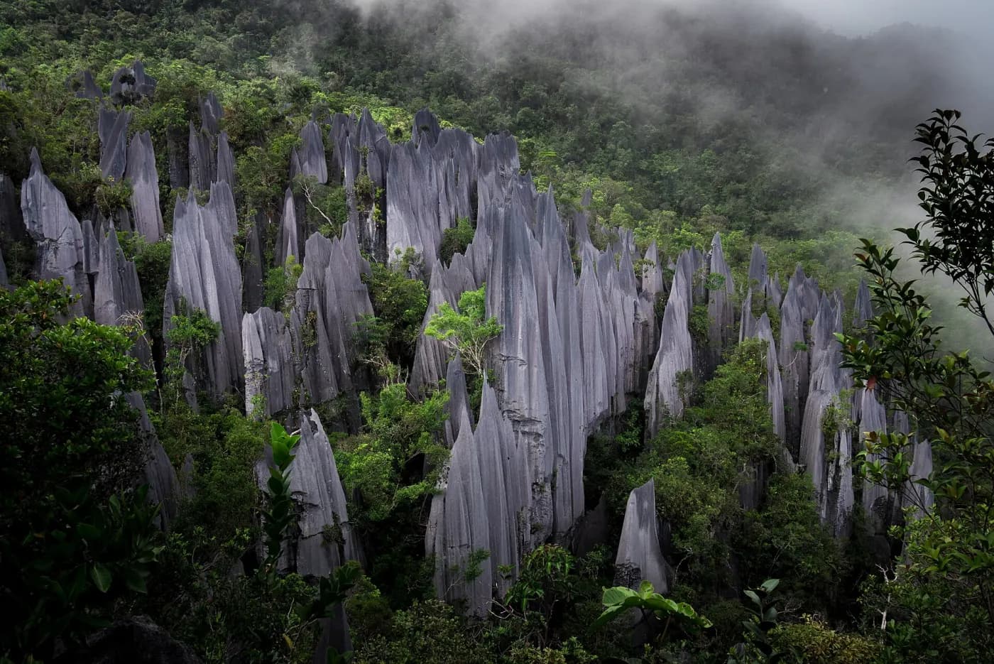 The limestone Pinnacles rising above rainforest in Gunung Mulu National Park