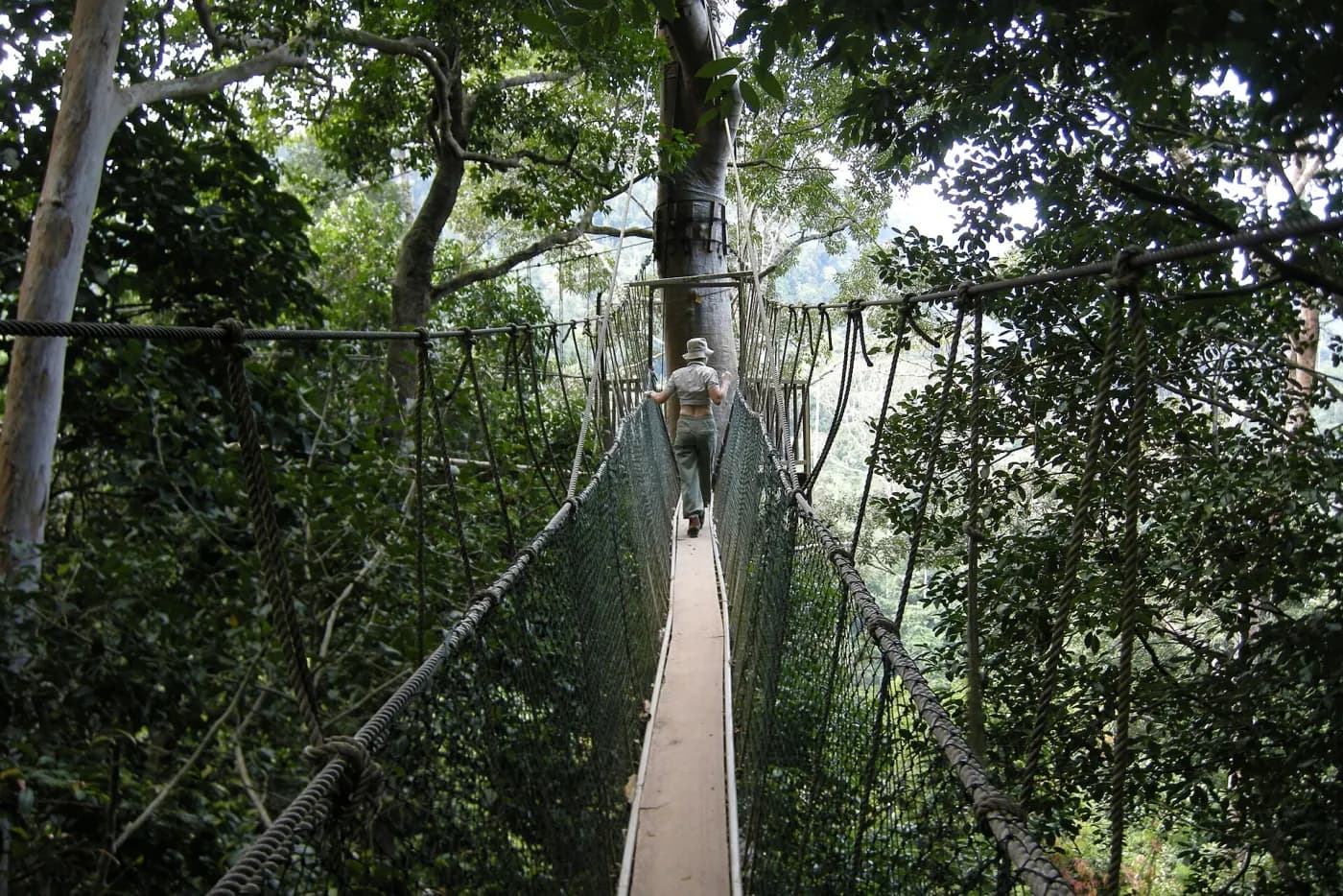 A visitor crossing a canopy walkway in Taman Negara, Pahang